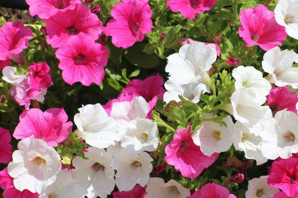 Petunia -v-9