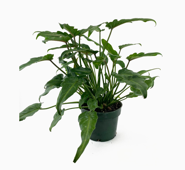 Philodendron Xanadu , Thaumatophyllum Xanadu