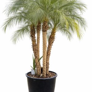 Phoenix Roebelenii Multi branches