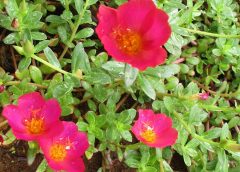 Porchulaca Small v-9