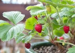 strawberry plant