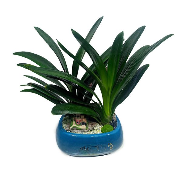 Clivia Miniata – Bush Lily | Ceramic Pot