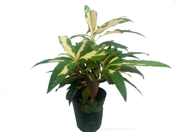 Croton – Garden Croton 30-40 cm