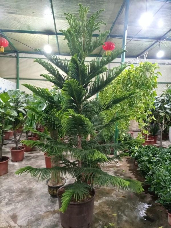 Araucaria heterophylla – norfolk Island pine