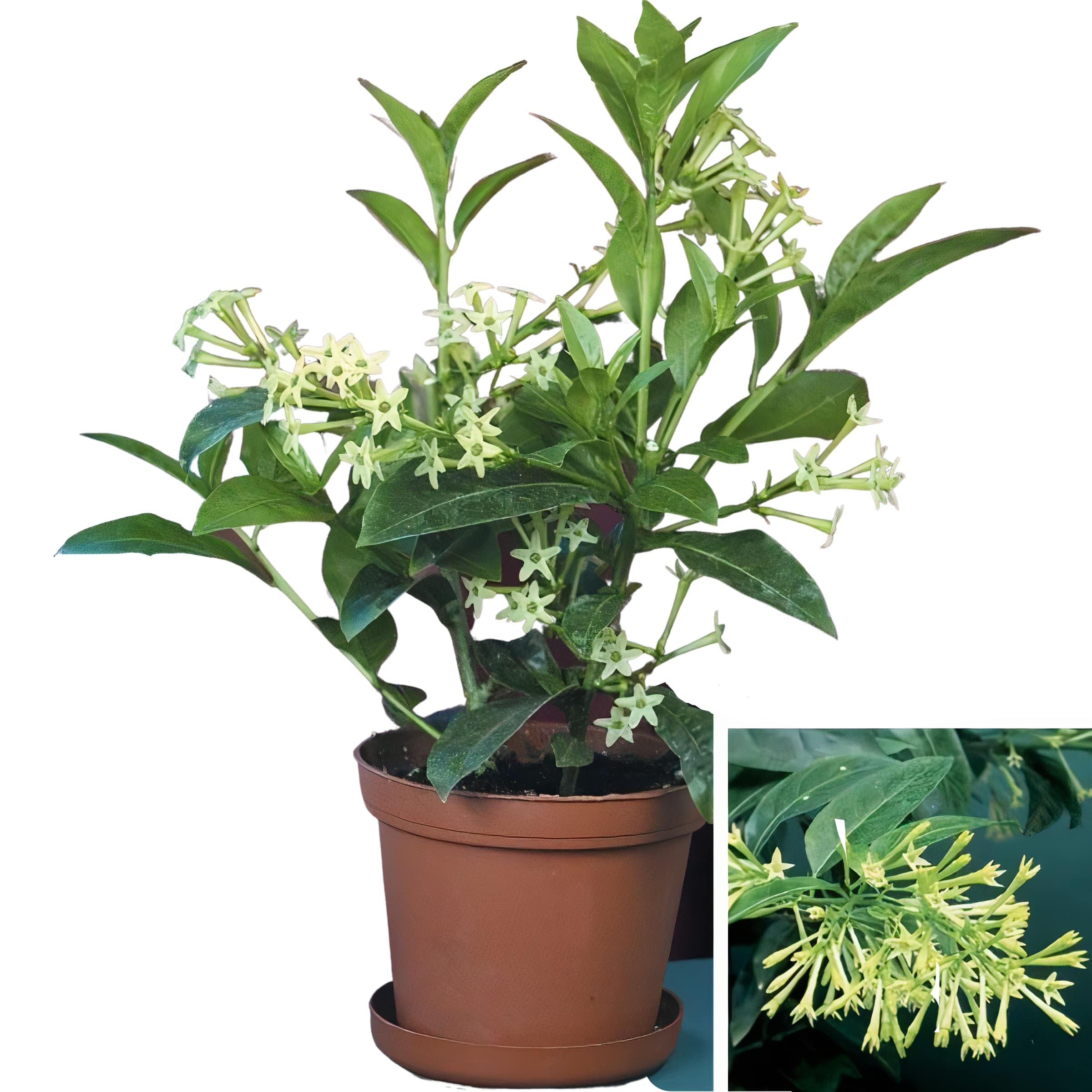 Cestrum Nocturnum “Night Queen or Night-blooming jasmine”