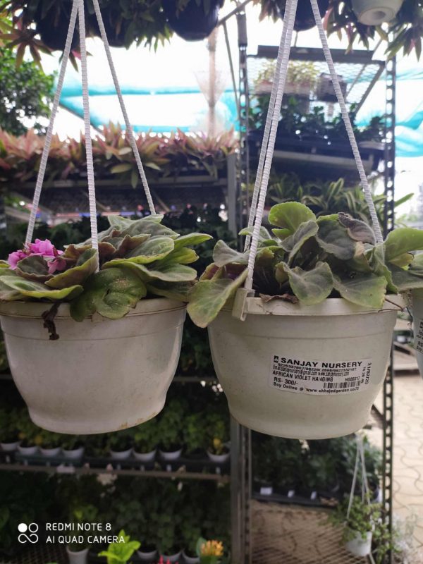 Saintpaulia or African Violets (Hanging)