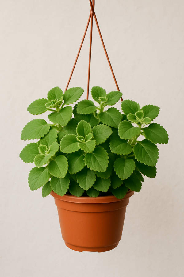 Hanging Zatter Cuban oregano Herb “Ajwain”