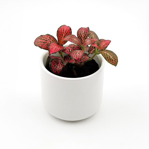 Fittonia With Ceramic POt