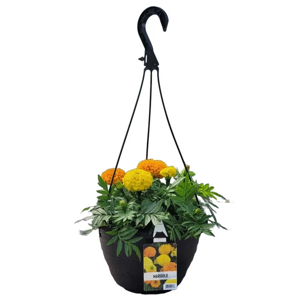 Hanging marigold
