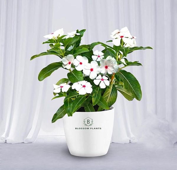 Vinca with Ceramic Pot