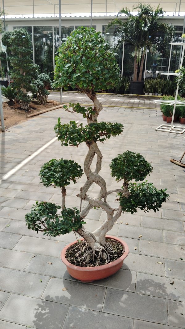 Focus Panda Multi Branches