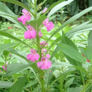 Balsam Plant