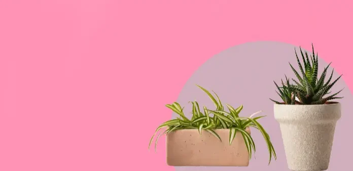 Plantssouq Banner
