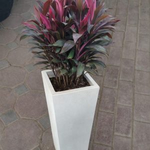 cordyline plant potted