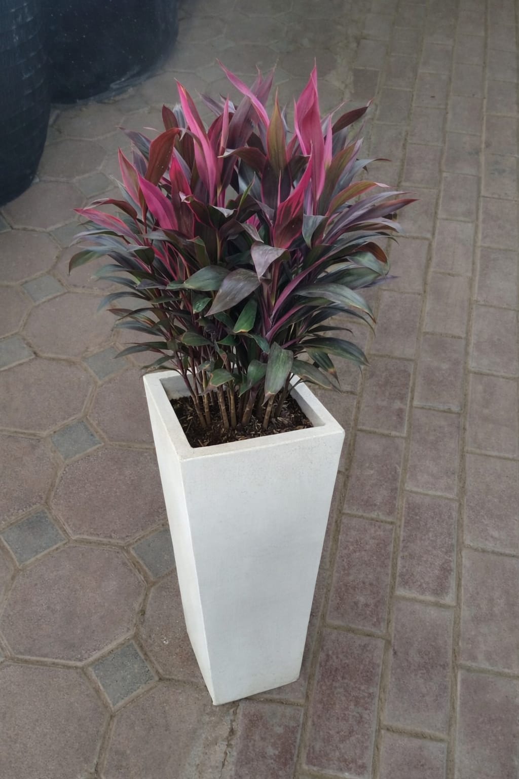 cordyline plant potted