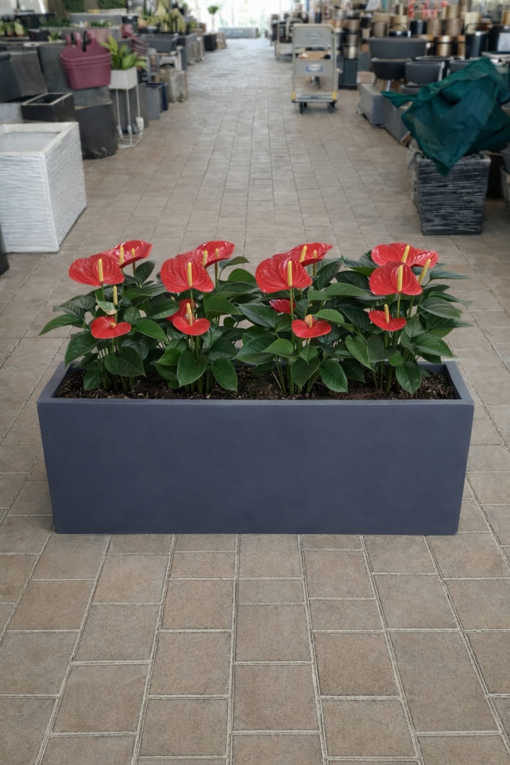 Anthurium Red Plant potted