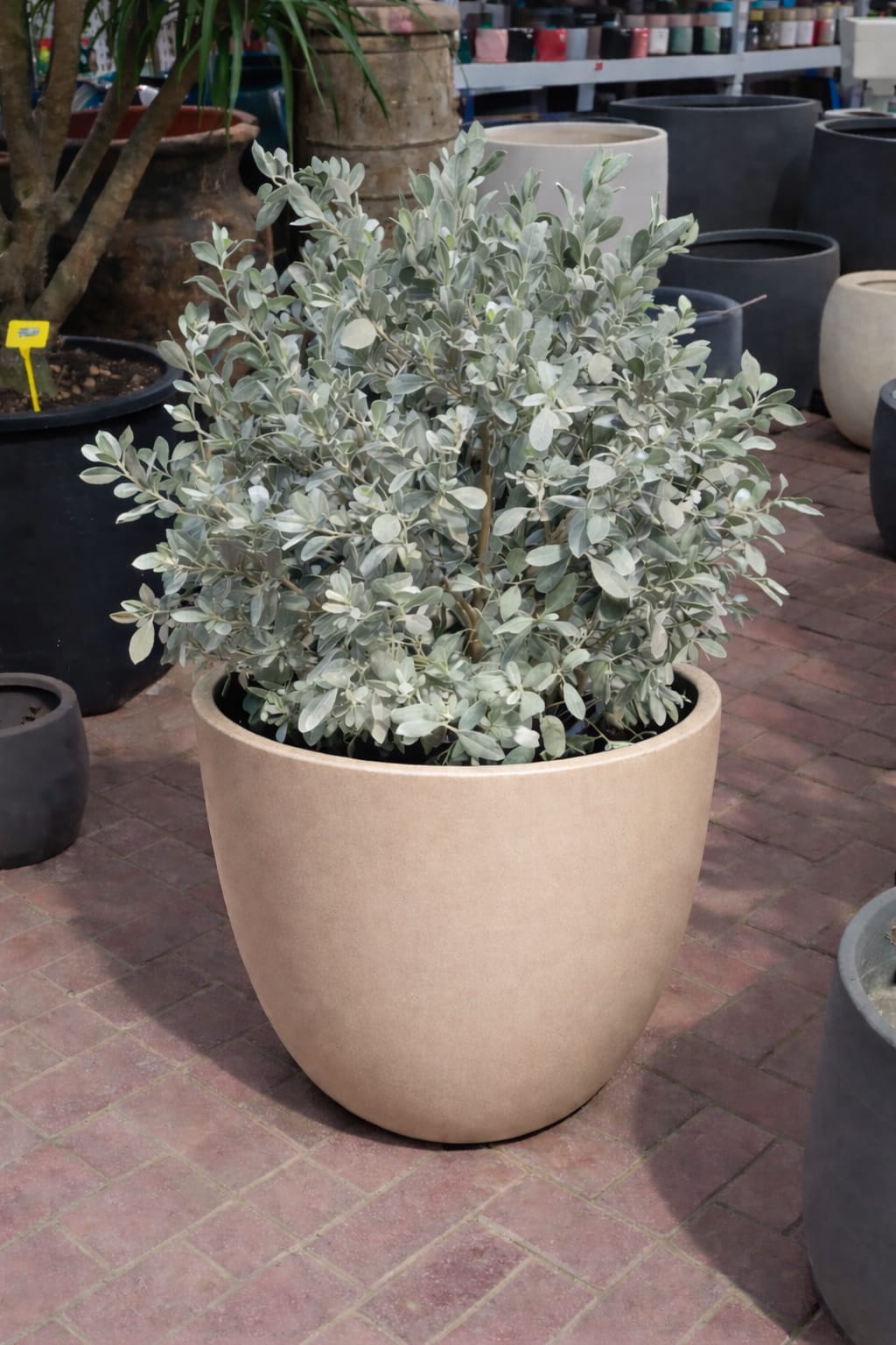 Ball Shaped Conocarpus erectus Silver Potted - Image 3