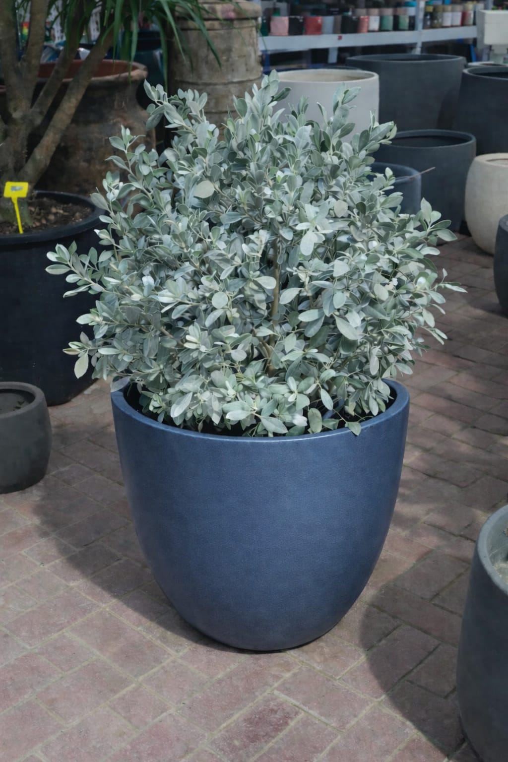 Ball Shaped Conocarpus erectus Silver Potted