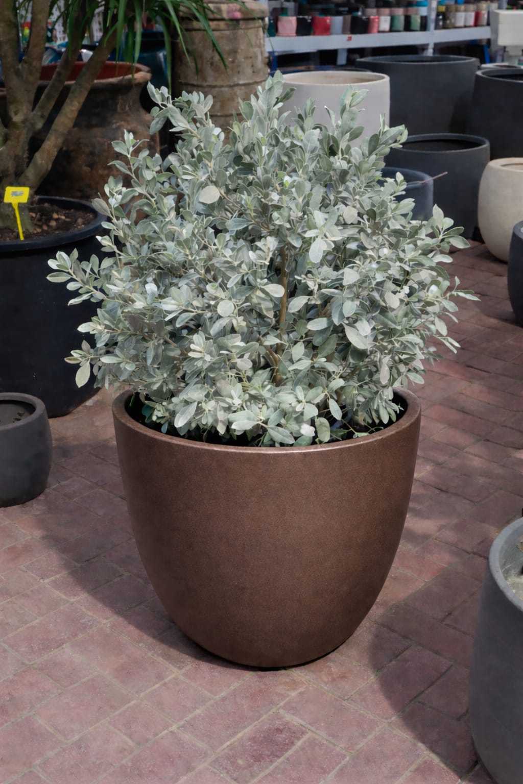 Ball Shaped Conocarpus erectus Silver Potted - Image 4