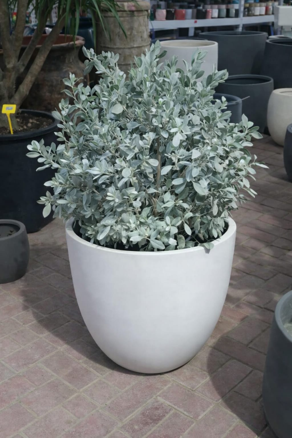 Ball Shaped Conocarpus erectus Silver Potted - Image 7