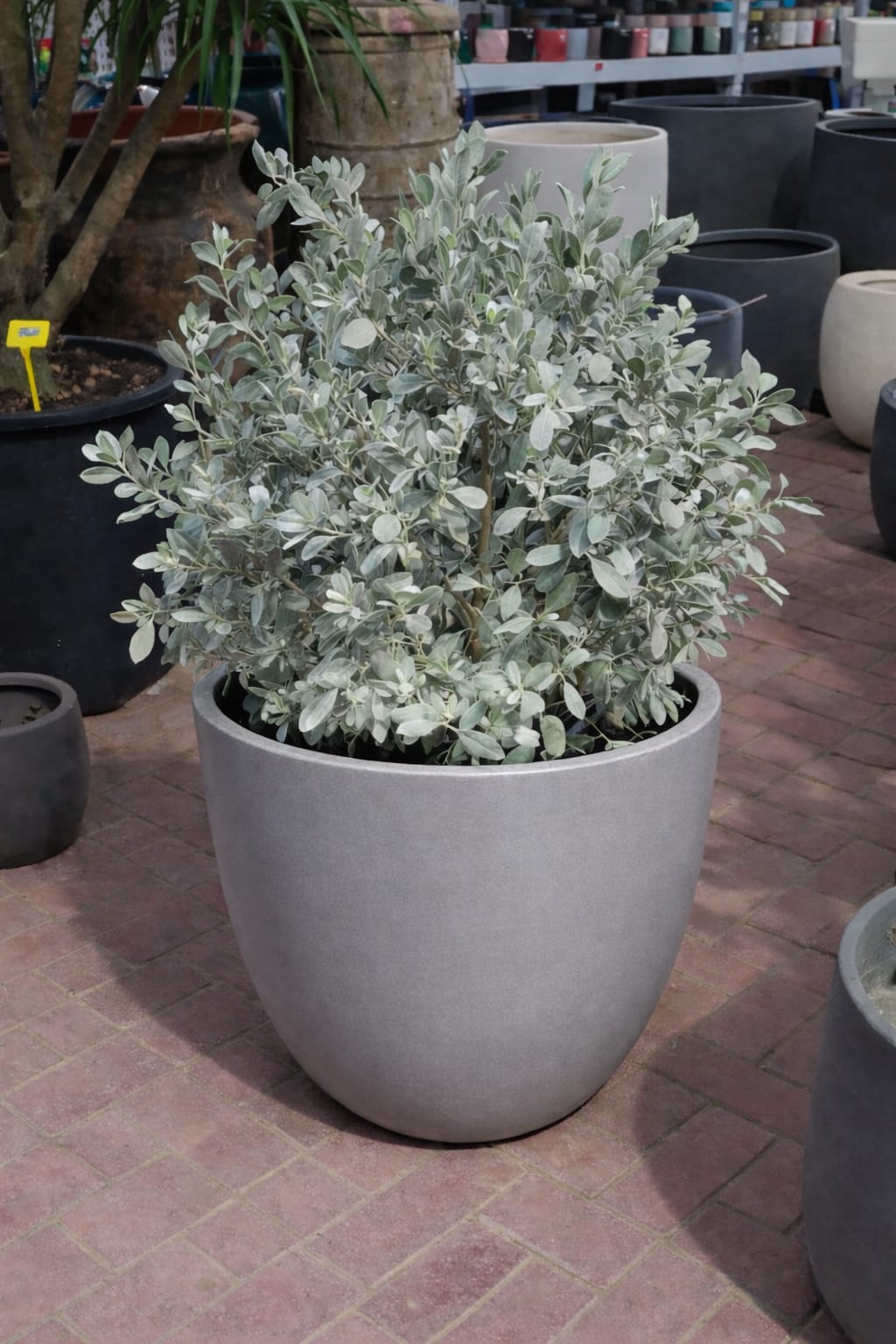 Ball Shaped Conocarpus erectus Silver Potted - Image 2