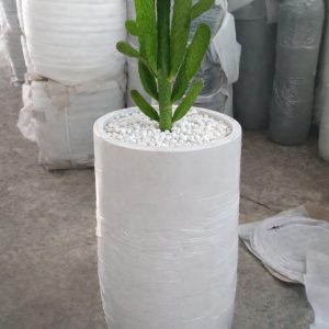 Cactus Opuntia ficus indica Potted