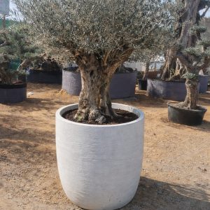 Potted Ancient Olive