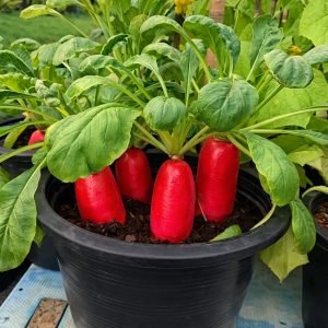 Red Radish Plant