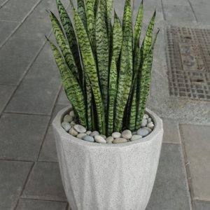 Sansevieria Green Zeylanica “Bowstring Hemp Potted