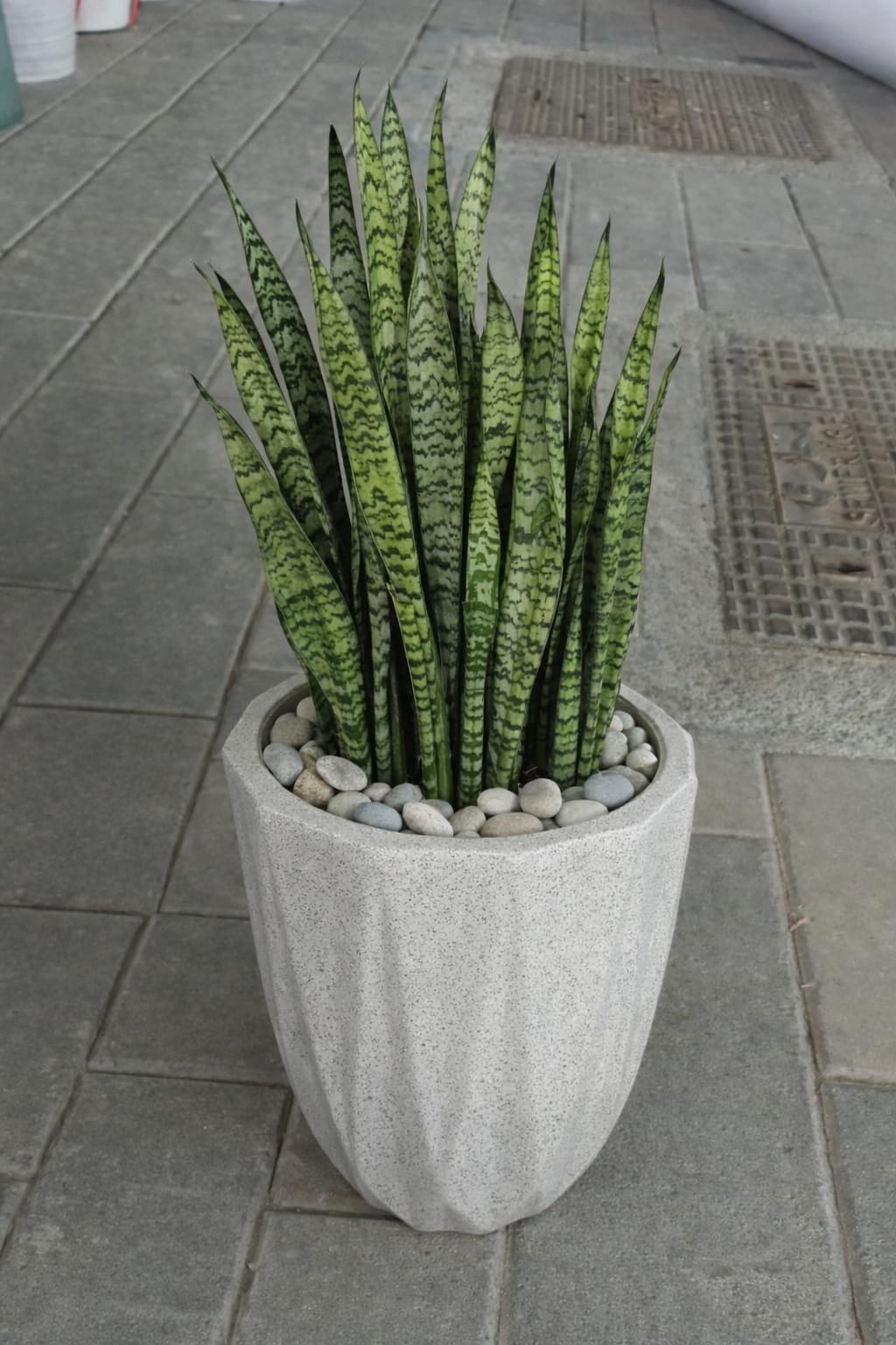 Sansevieria Green Zeylanica “Bowstring Hemp Potted