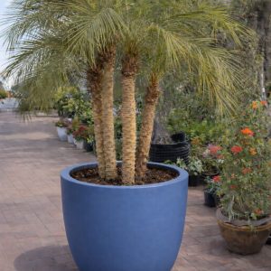 Phoenix roebelenii palm potted on pot