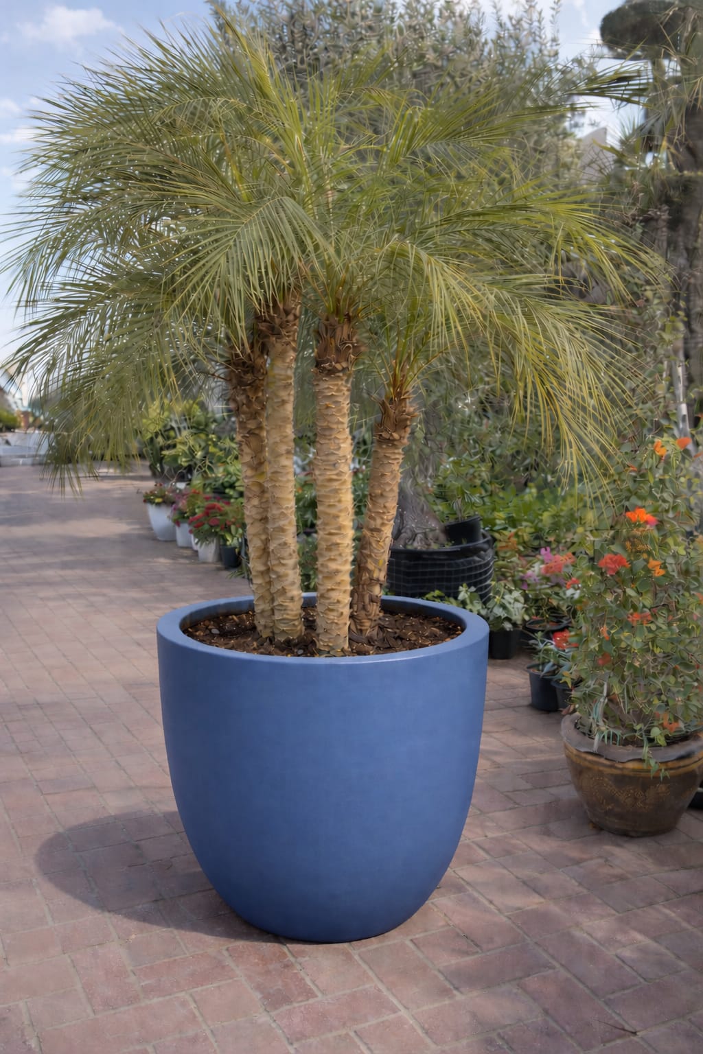 Phoenix roebelenii palm potted on pot