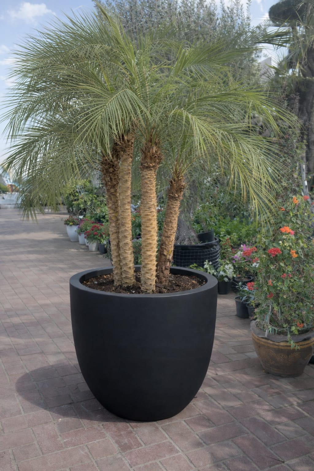 Phoenix roebelenii palm potted on pot - Image 6