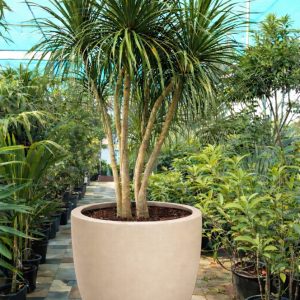 Dracaena potted on pot
