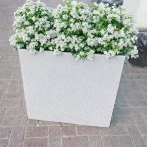 Bougainvillea white Potted