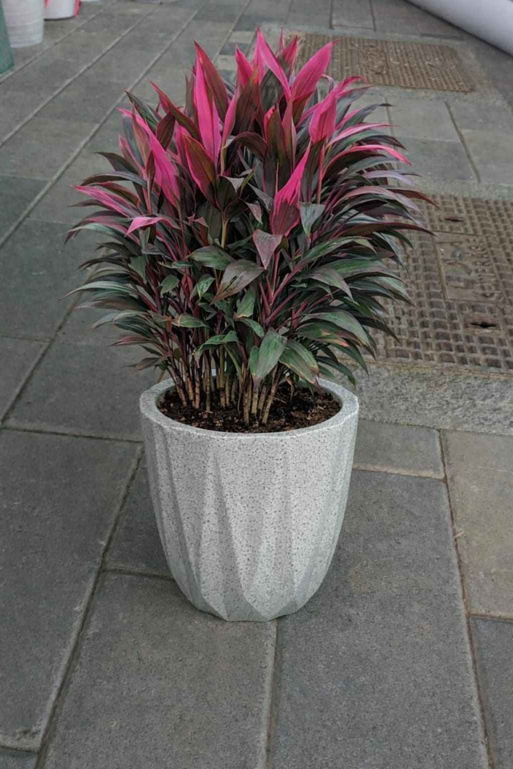 cordyline plant potted - Image 3