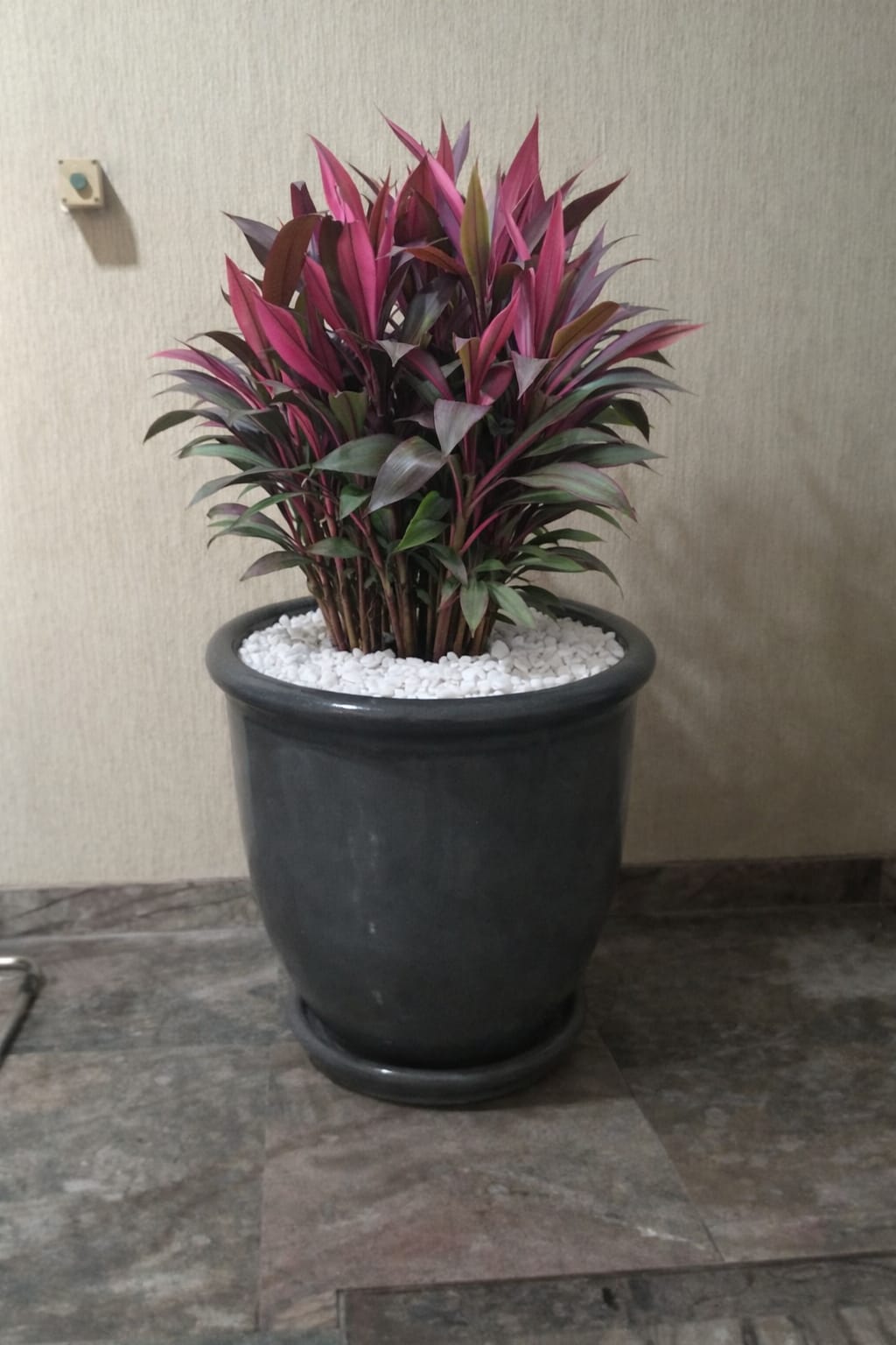 cordyline plant potted - Image 5