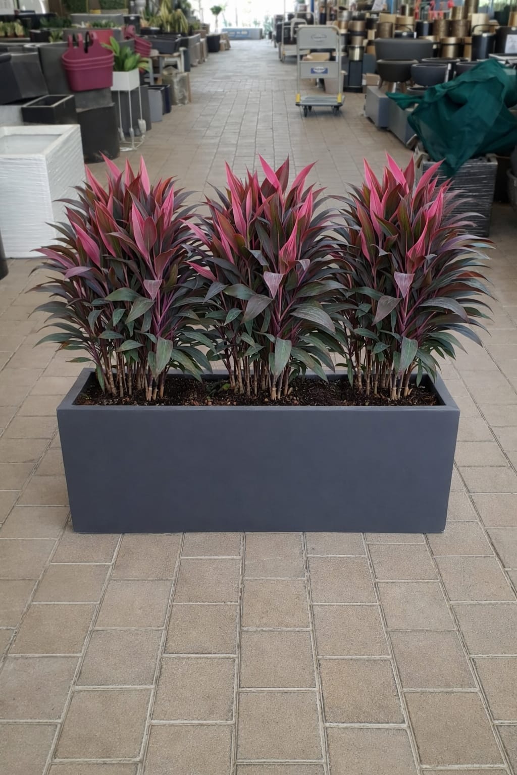 cordyline plant potted - Image 2
