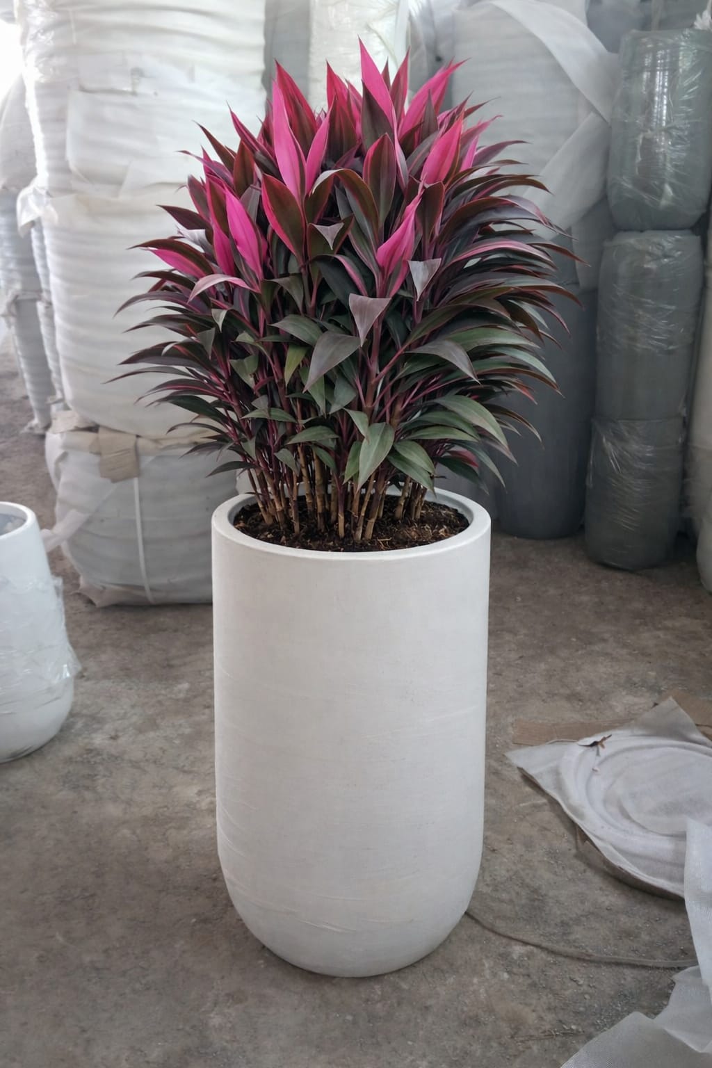 cordyline plant potted - Image 4