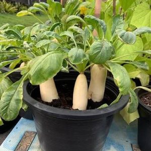 Radish Plant
