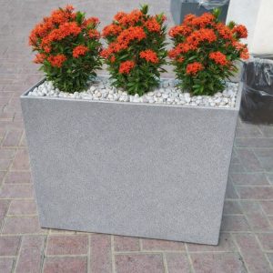 ixora coccinea Potted