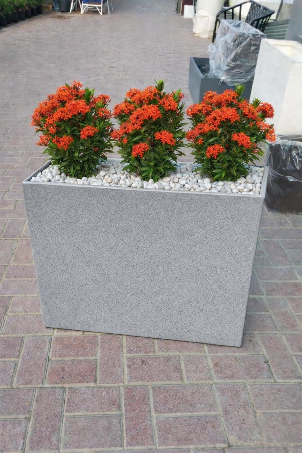 ixora coccinea Potted