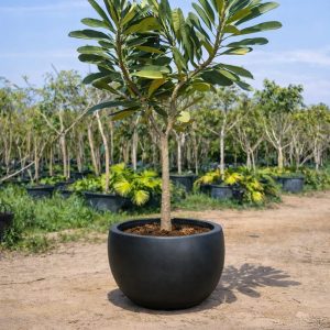 Plumeria Potted in pot Medium