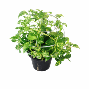 Money plant ball shape