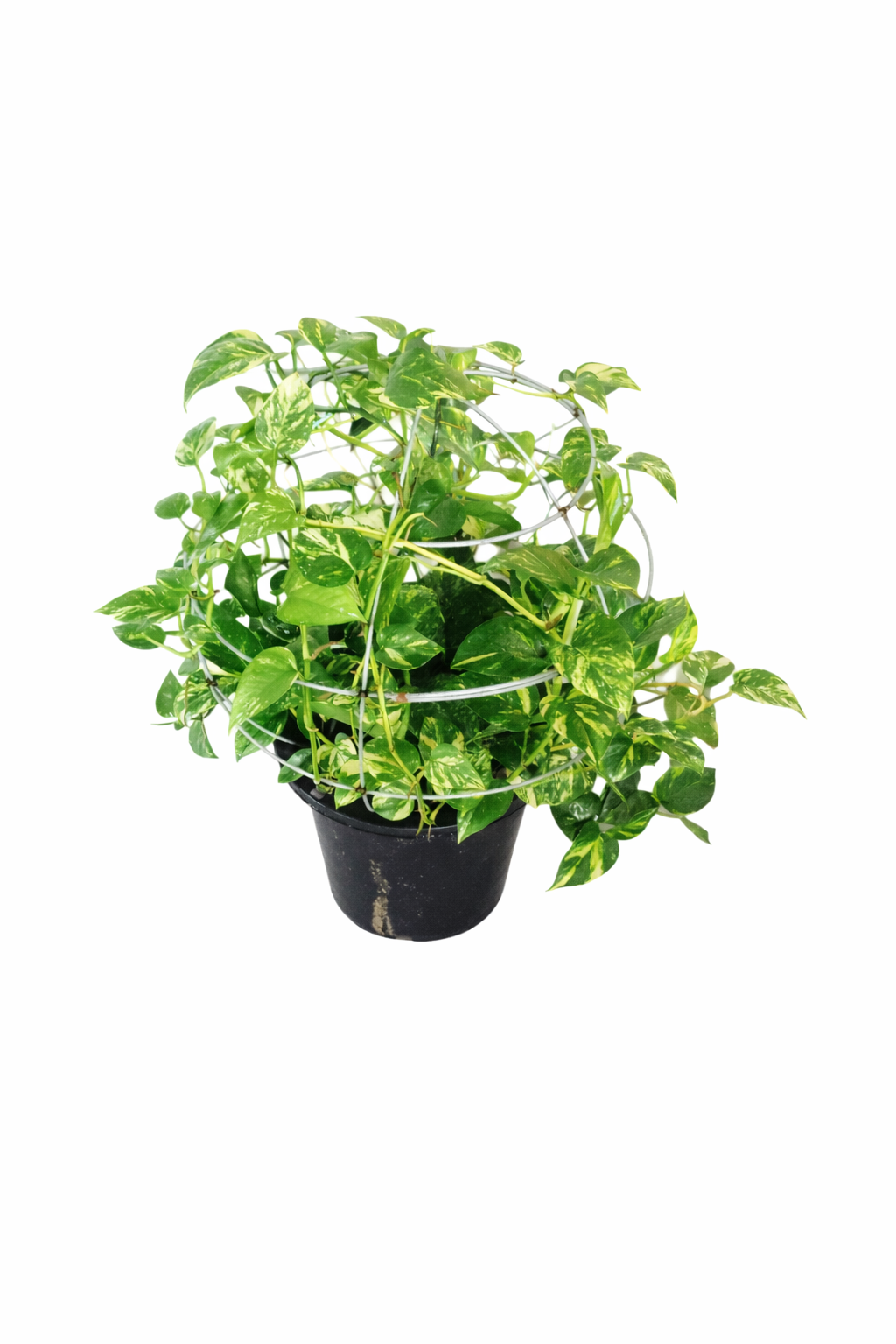 Money plant ball shape