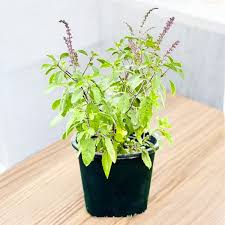 Holy Basil  Tulsi plant