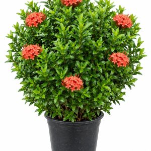 ixora coccinea Big