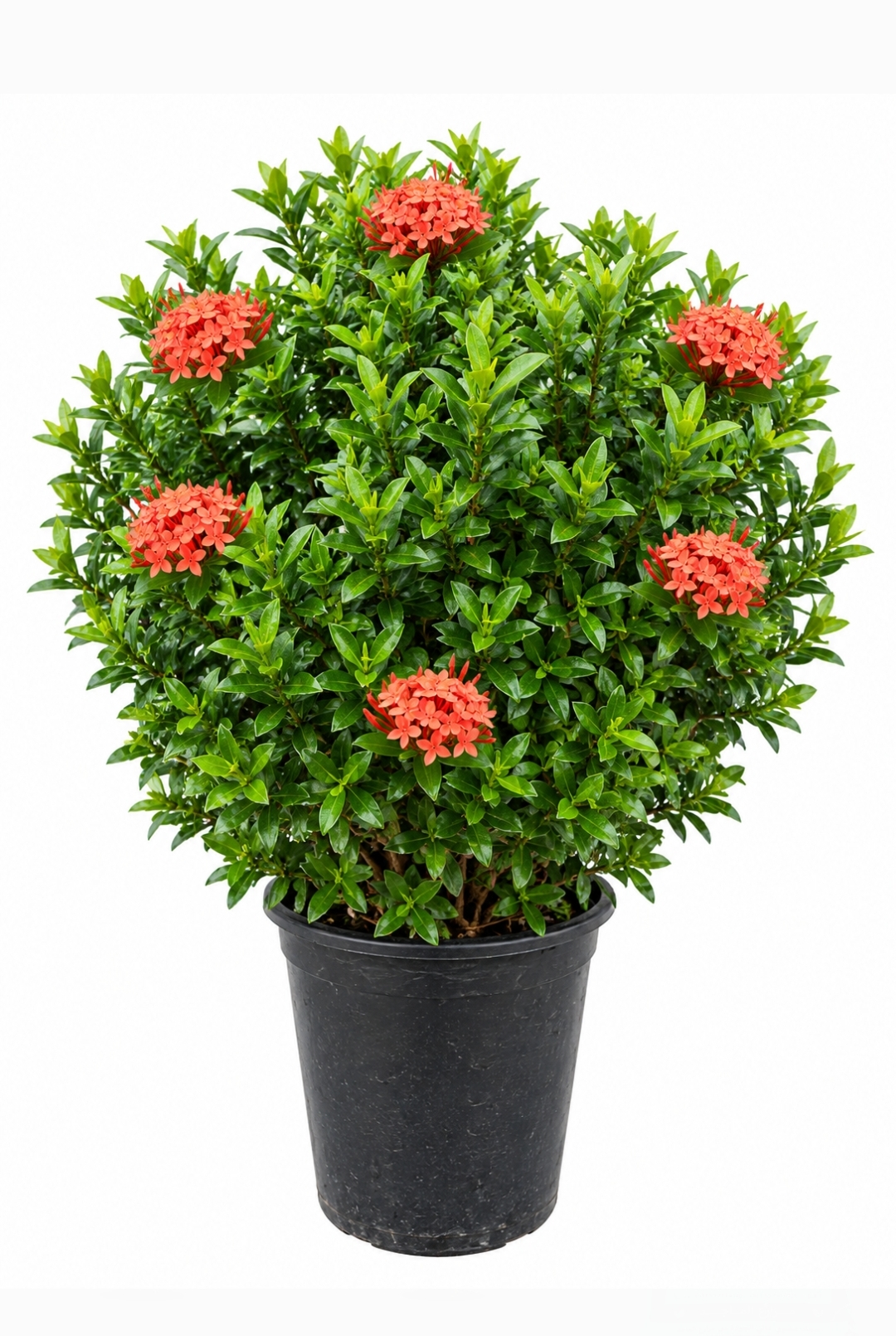 ixora coccinea Big