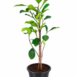 Jackfruit Plant