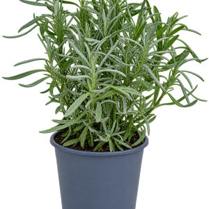Lavandula Angustifolia